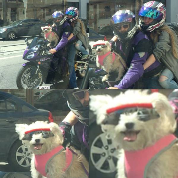 Daily Picdump