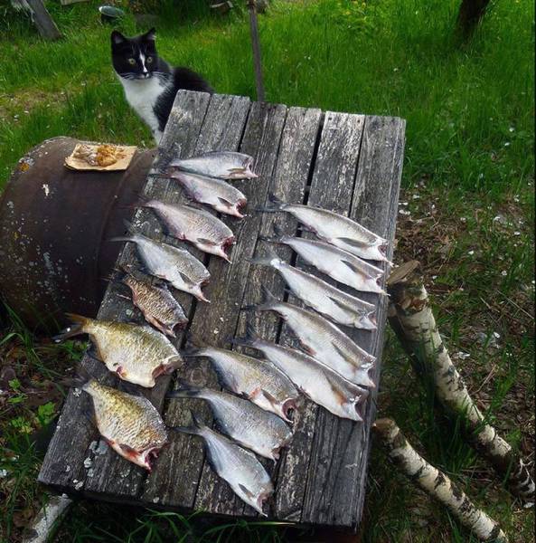 Daily Picdump [WEEKEND EDITION]
