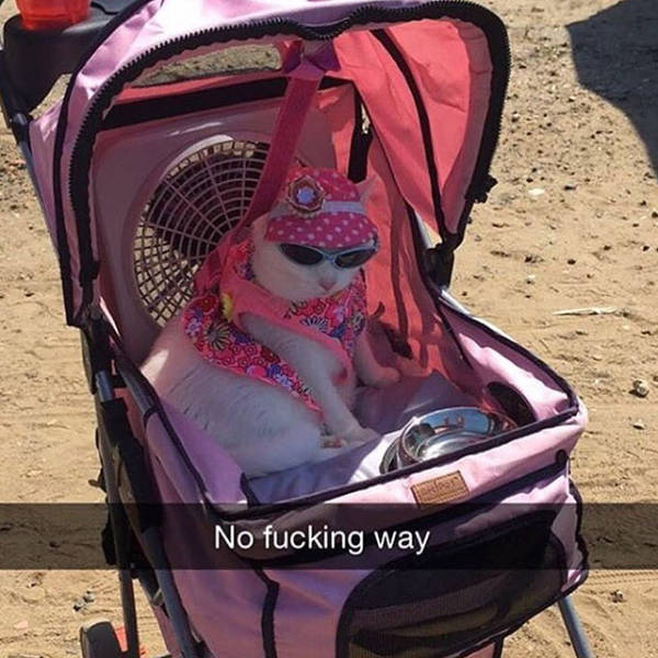 The Level of Awesomeness Is So Damn High