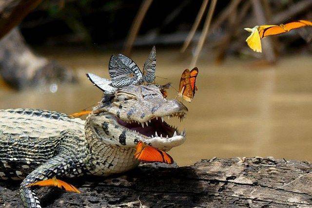 Daily Picdump