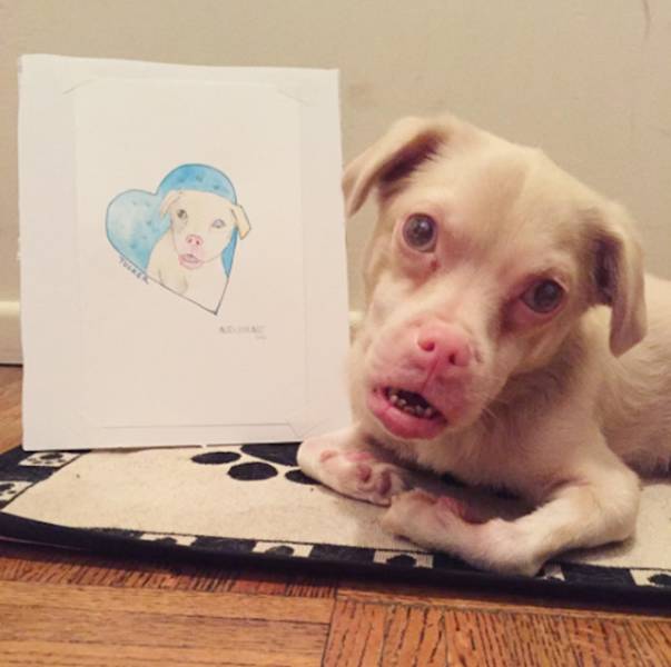 Ugly Bat-Dog Is Actually A True Cuteness Overload