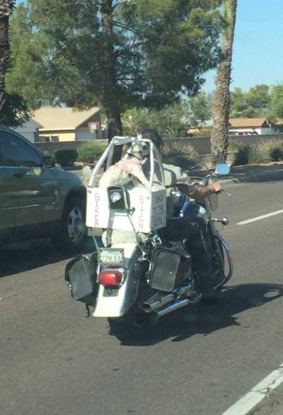 Morning Picdump