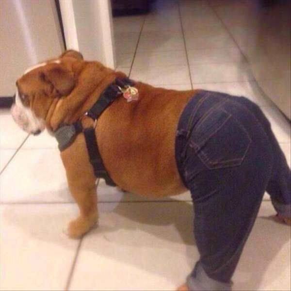 Daily Picdump
