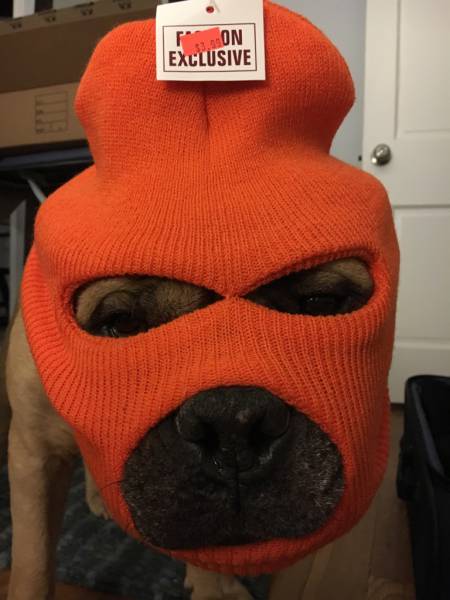 Morning Picdump