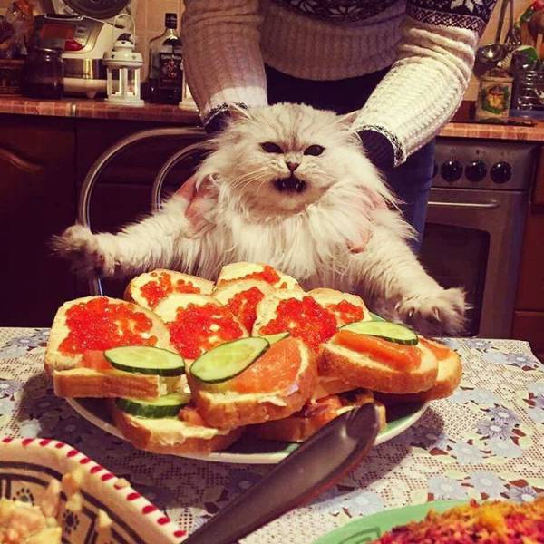 Daily Picdump
